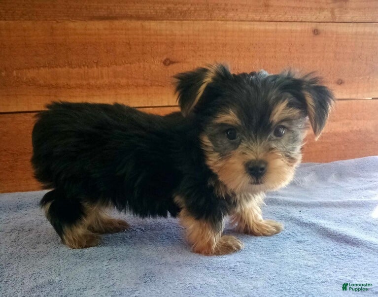 Yorkshire Terrier dogs Hunter  - Ad 2