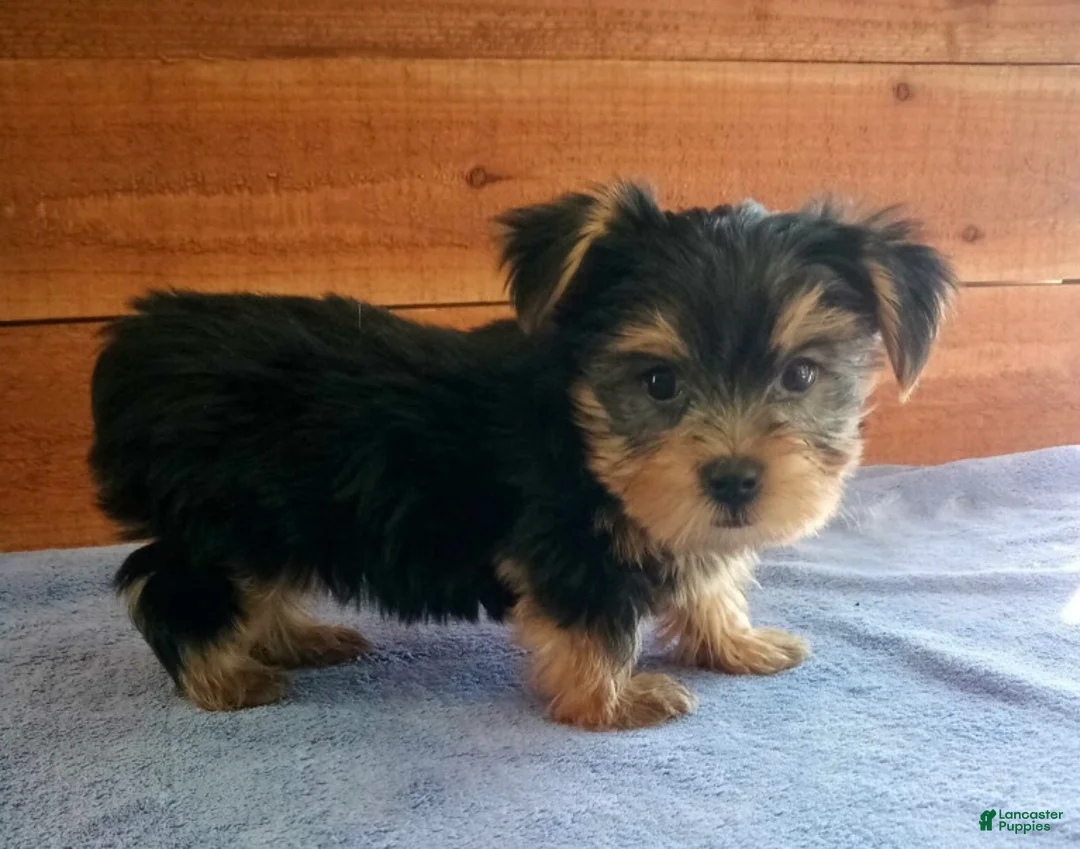 Yorkshire Terrier dogs for sale: Hunter  - Ad 2