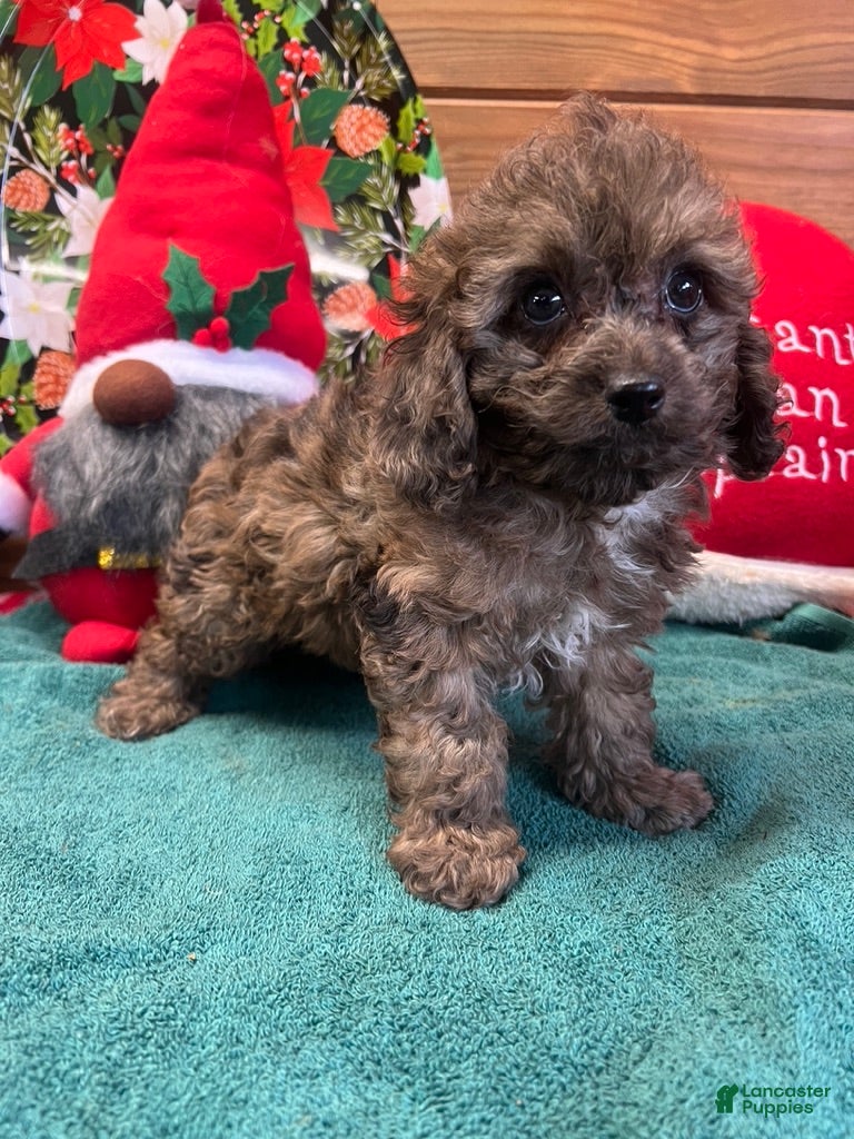 Cockapoo dogs Sparkle - Ad 11