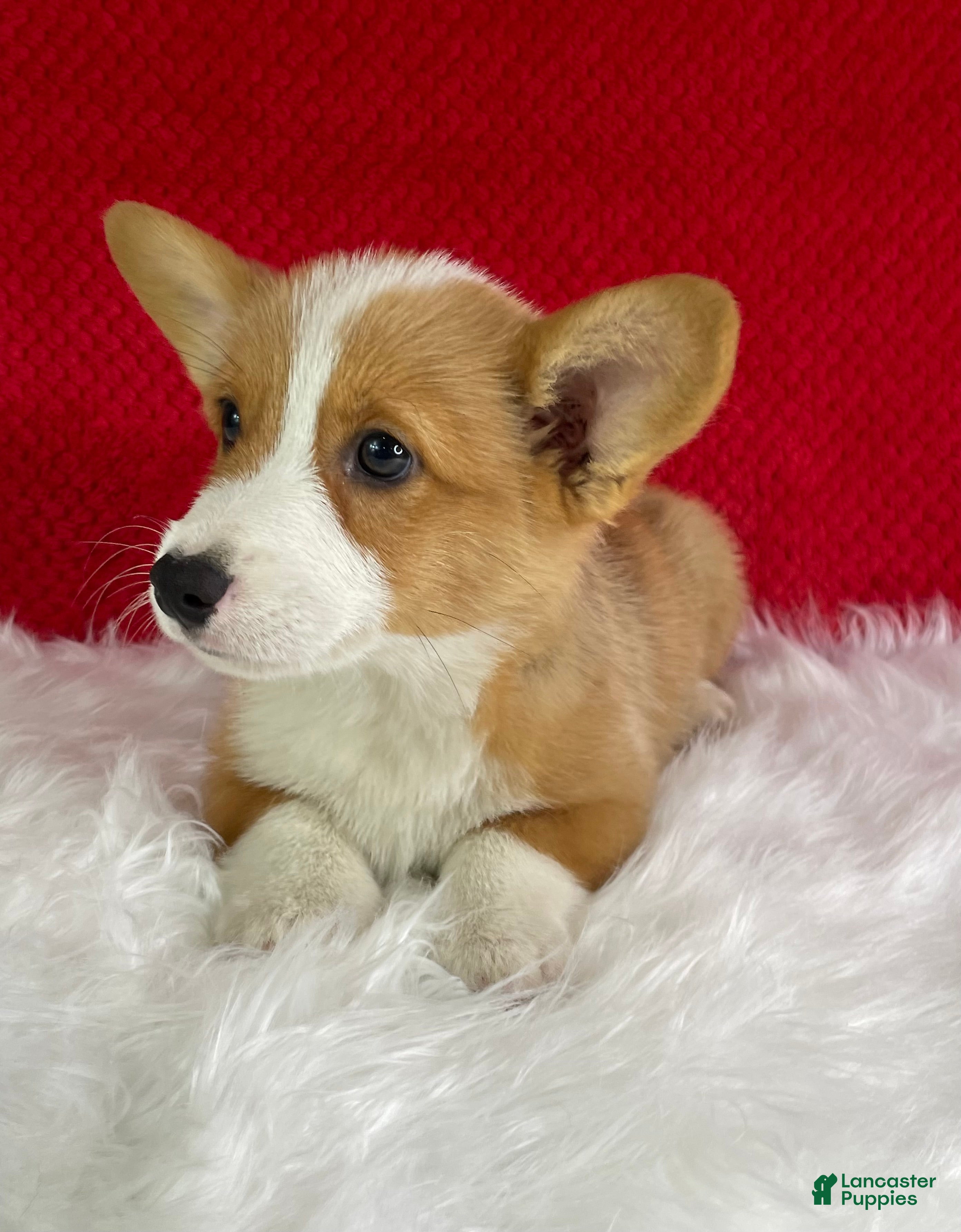 Welsh Corgi Pembroke dogs Louie - Ad 2