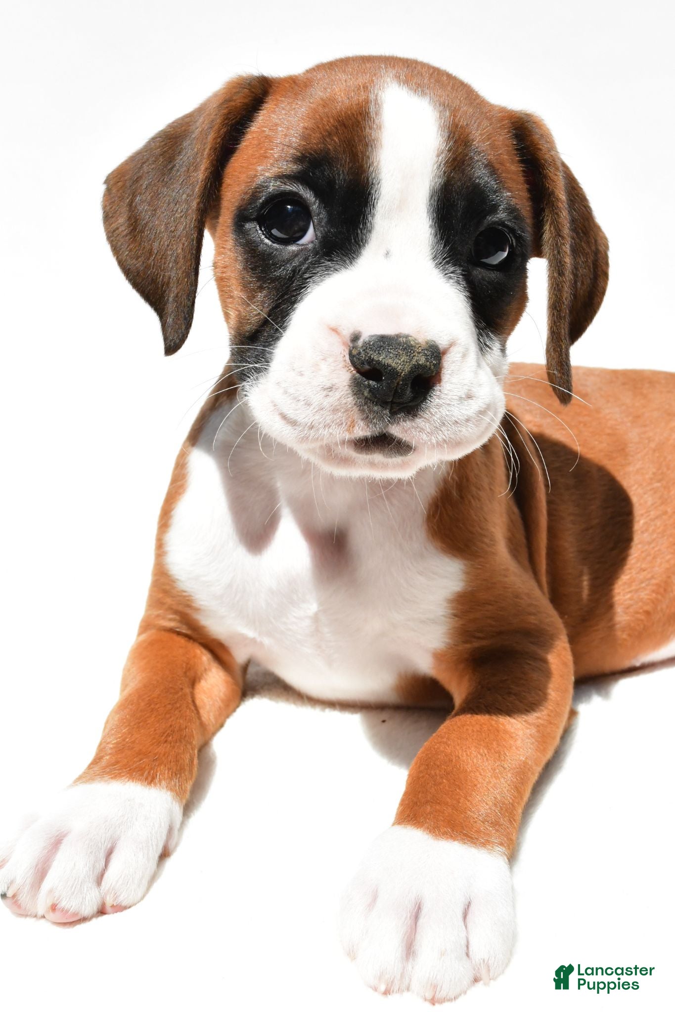 Boxer dogs Stella - Ad 2
