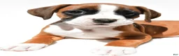 Boxer dogs for sale: Stella - Ad 2