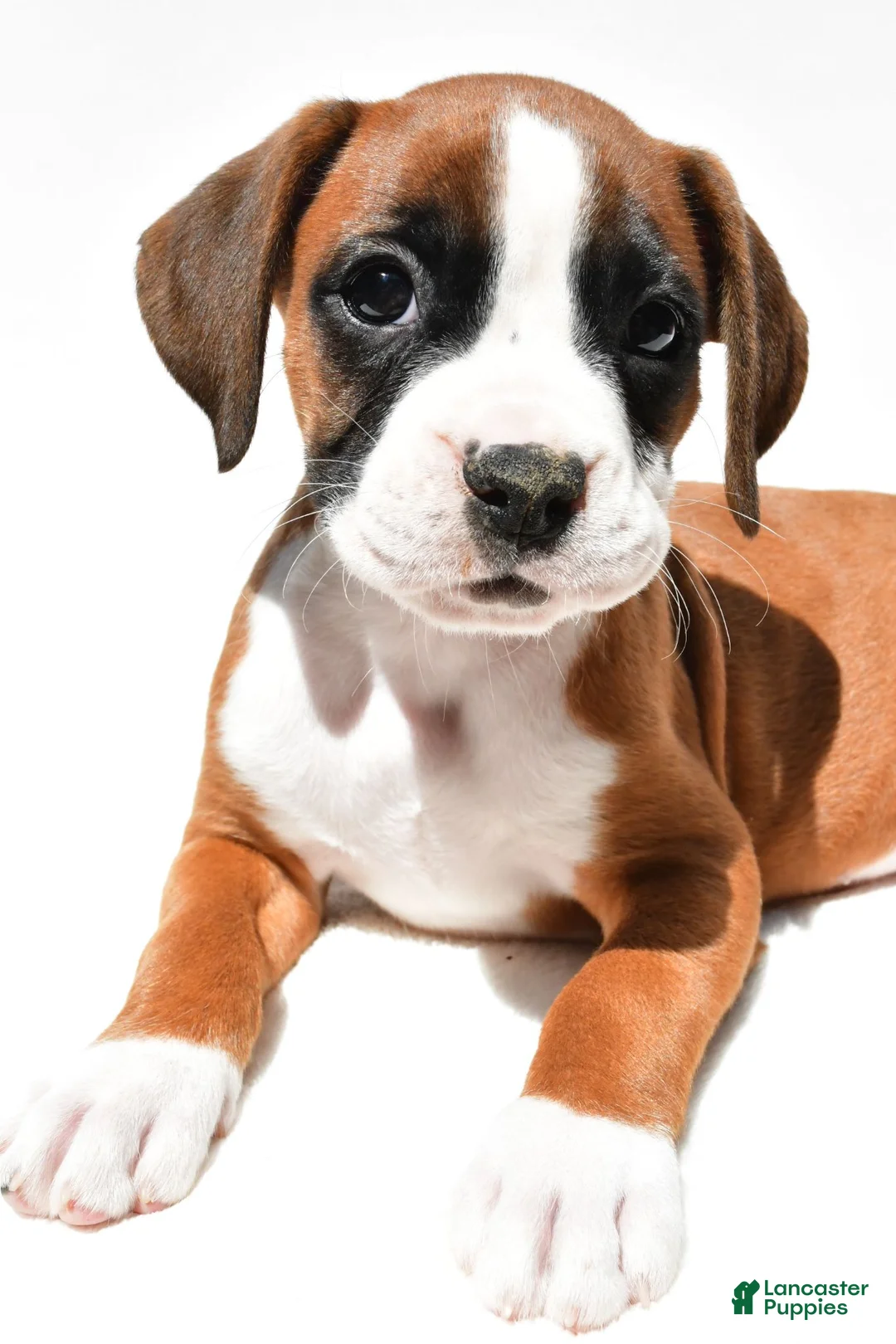 Boxer dogs for sale: Stella - Ad 2