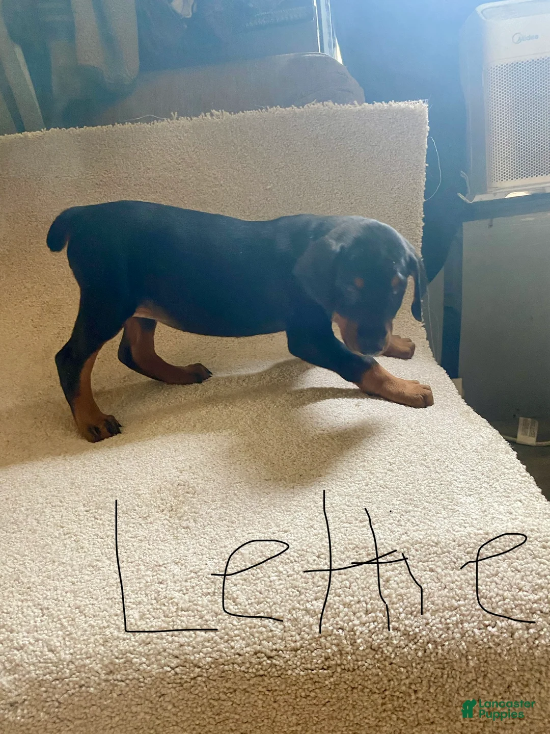 Doberman Pinscher dogs for sale: Doberman Pinscher Puppy 2 - Ad 1