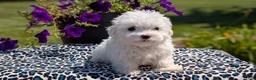Maltese dogs for sale: Teddy - Ad 10