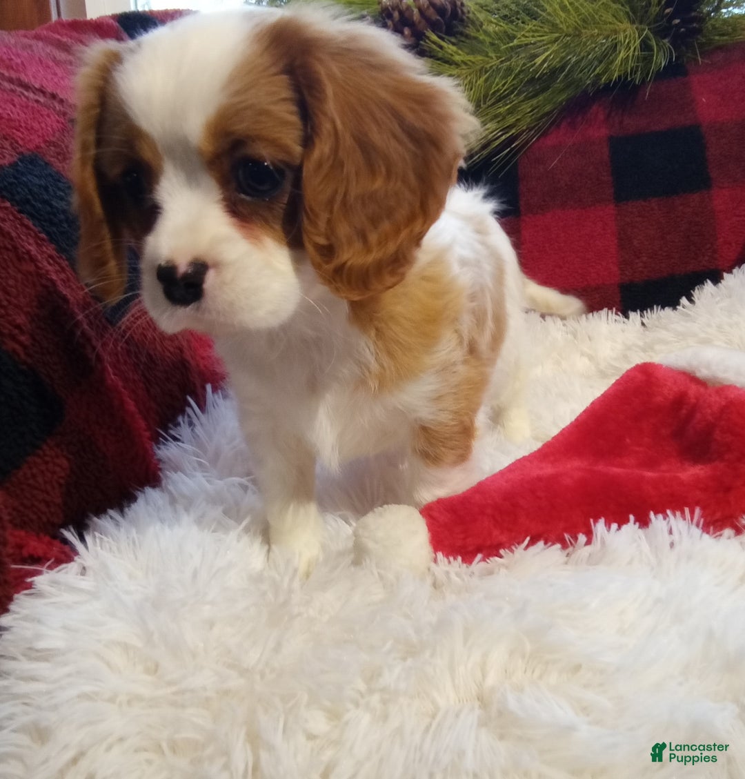 Cavalier King Charles Spaniel dogs for sale: Macy - Ad 4