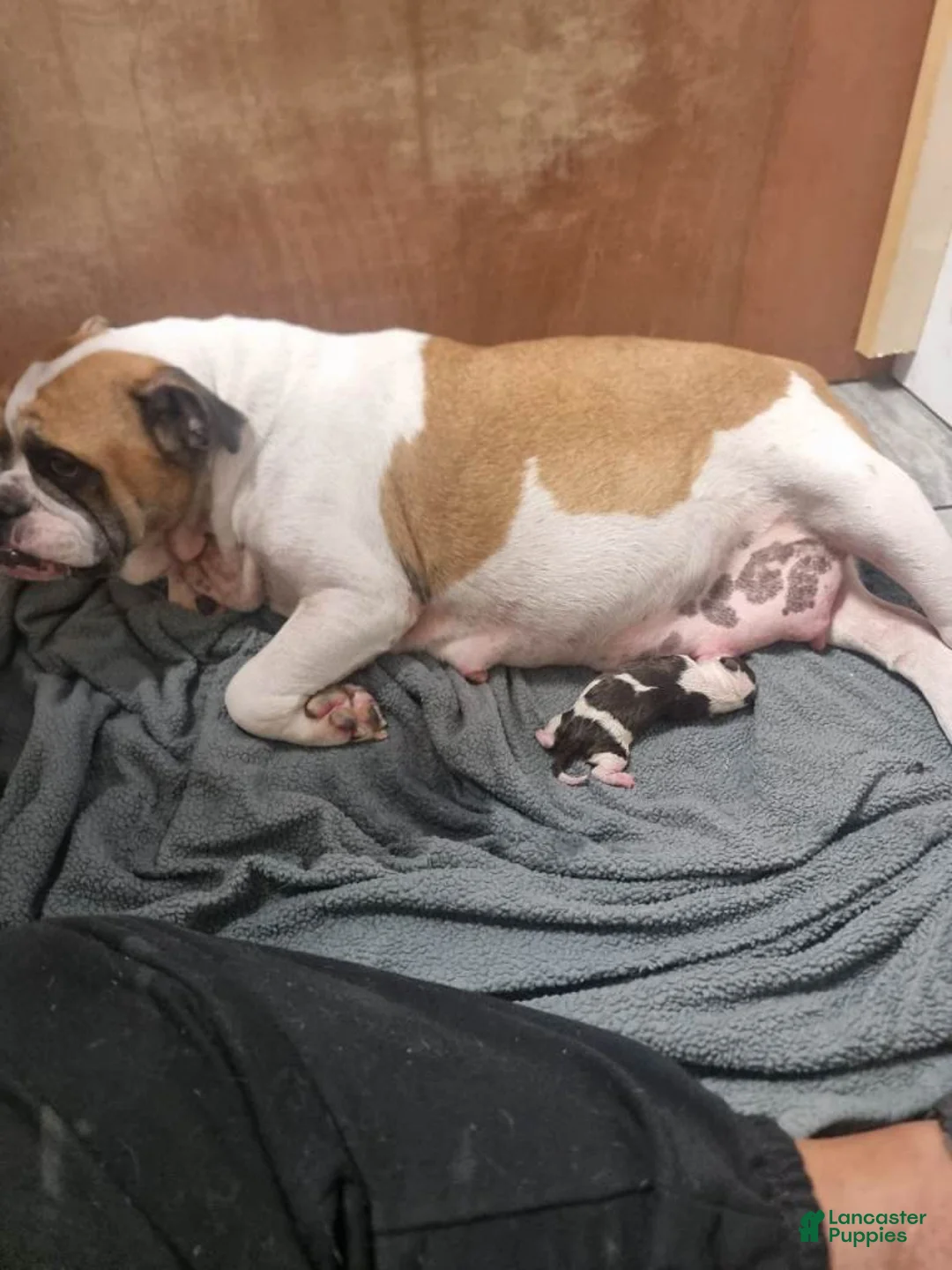 English Bulldog dogs for sale: English Bulldog 7 - Ad 2