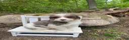 Bernedoodle dogs for sale: Pete - Ad 11