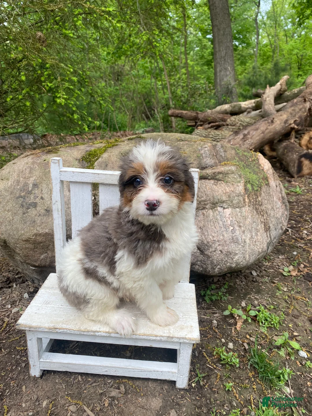 Bernedoodle dogs for sale: Pete - Ad 11