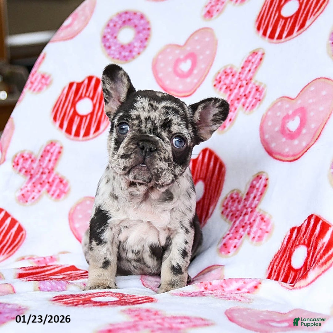 French Bulldog dogs for sale: Fifi - Ad 3