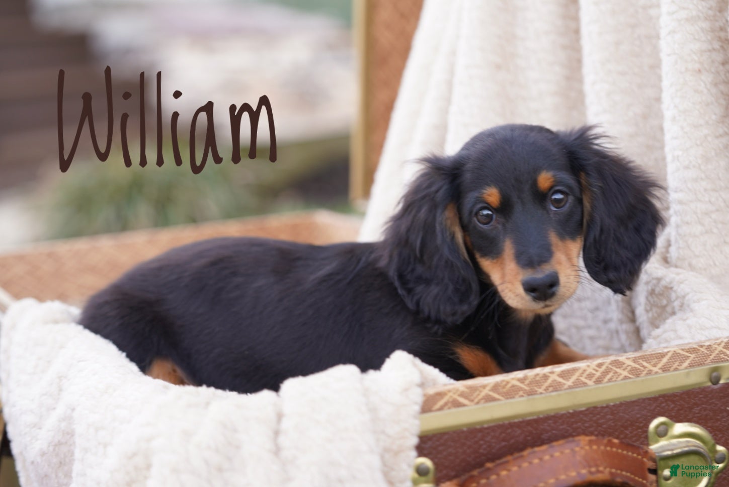 Dachshund dogs William  - Ad 2