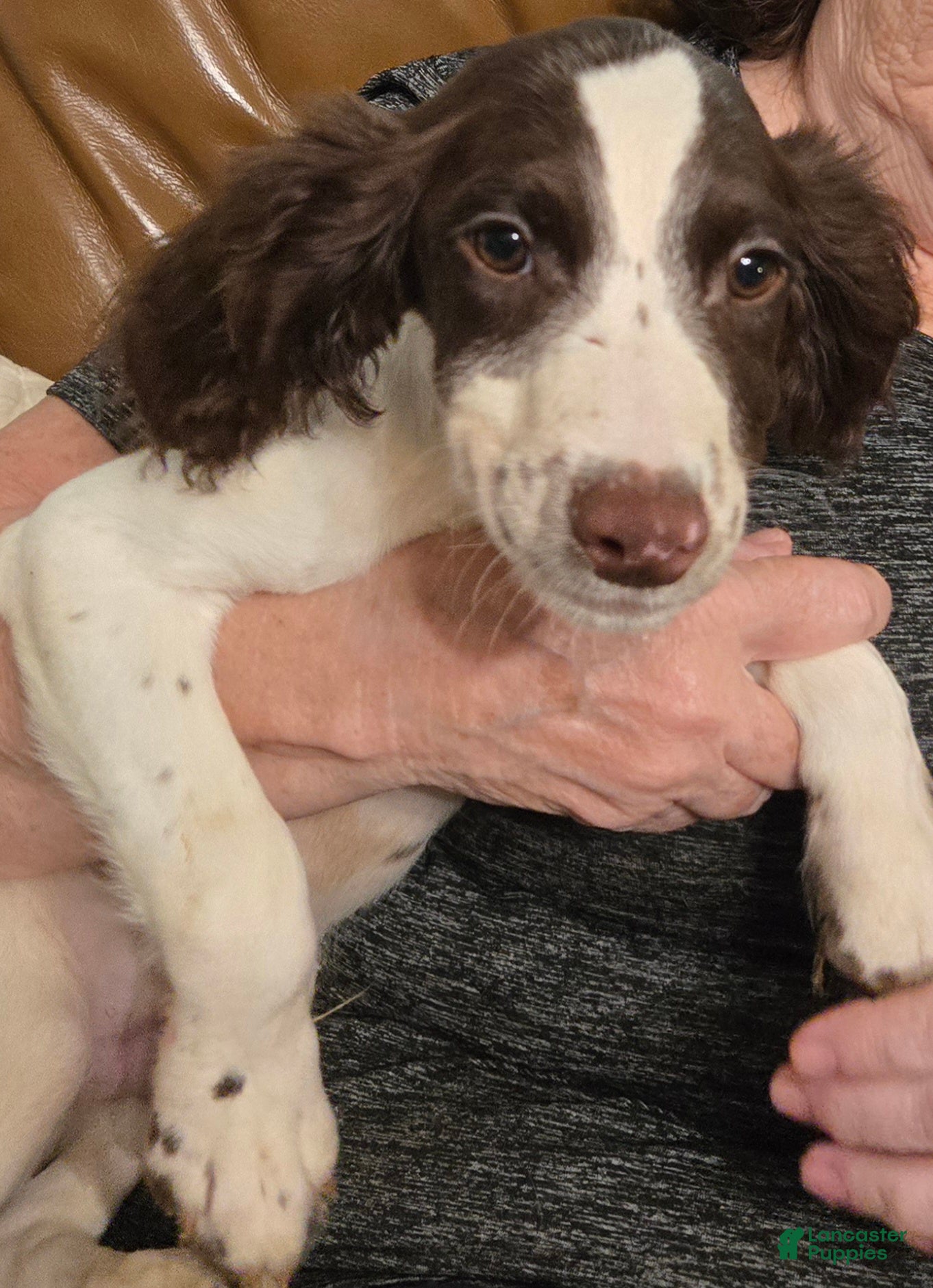 English Springer Spaniel dogs Boomer - Ad 2
