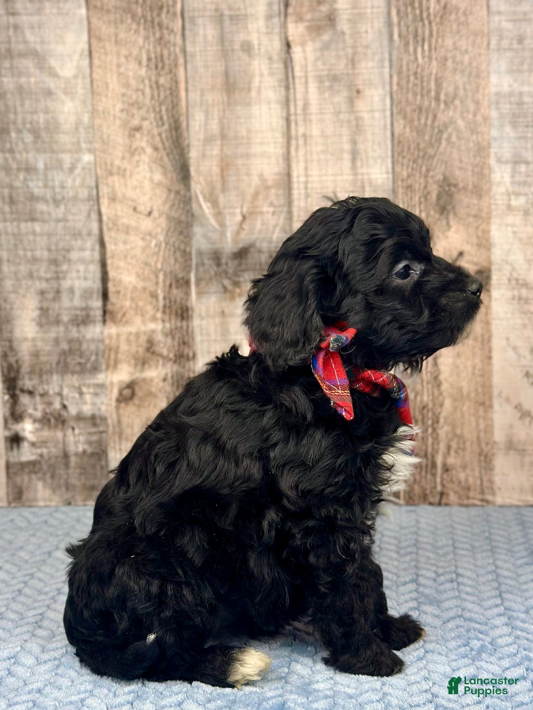 Mini Bernedoodle dogs for sale: Boy Rocket - 5122 - Ad 2