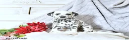 Dalmatian dogs for sale: Sage - Ad 3