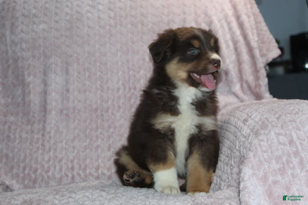 Australian Shepherd dogs for sale: Poppy - Ad 2