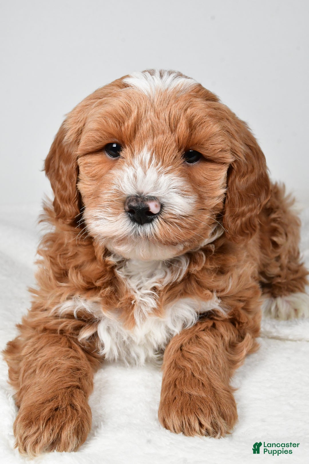 Mini Goldendoodle dogs for sale: Dasher - Ad 5