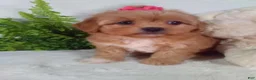Shihpoo dogs for sale: Hazel - Ad 4