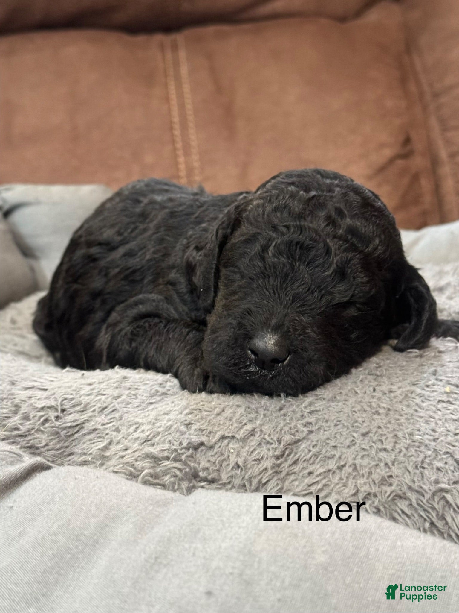 Standard Poodle dogs Ember  - Ad 2