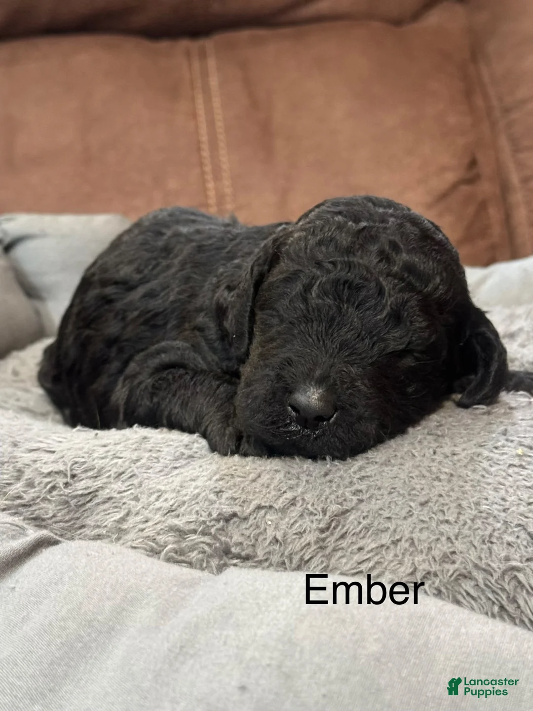 Standard Poodle dogs for sale: Ember  - Ad 2