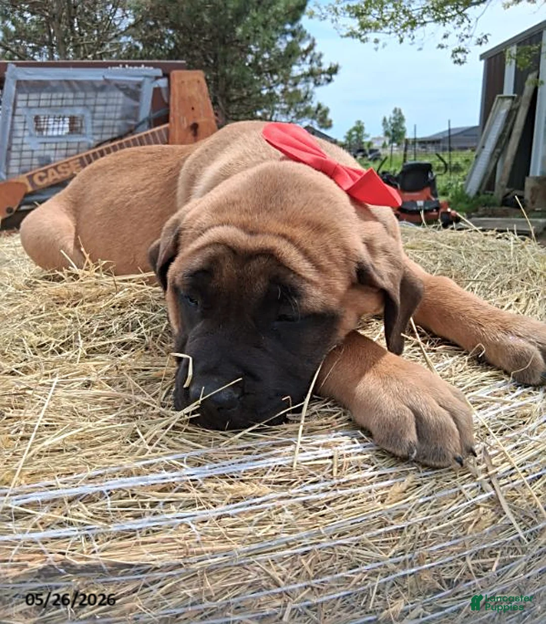 English Mastiff dogs for sale: Sissy - Ad 3