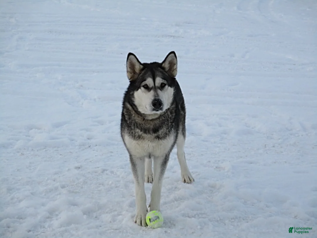 Alaskan Malamute dogs for sale: Arctic - Ad 7