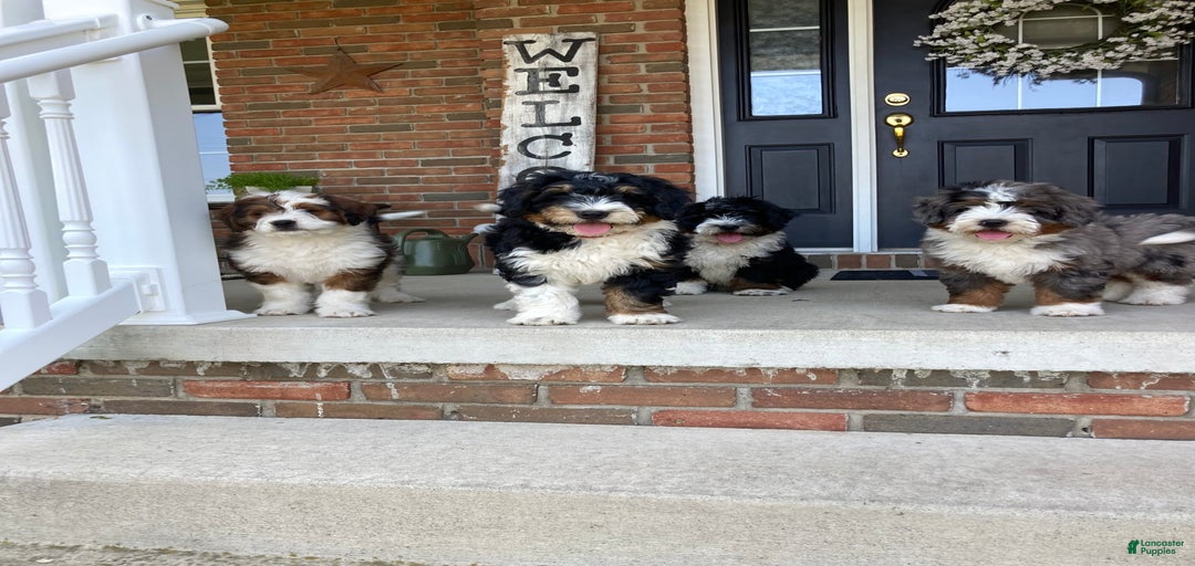 Gallery Image {{count}}