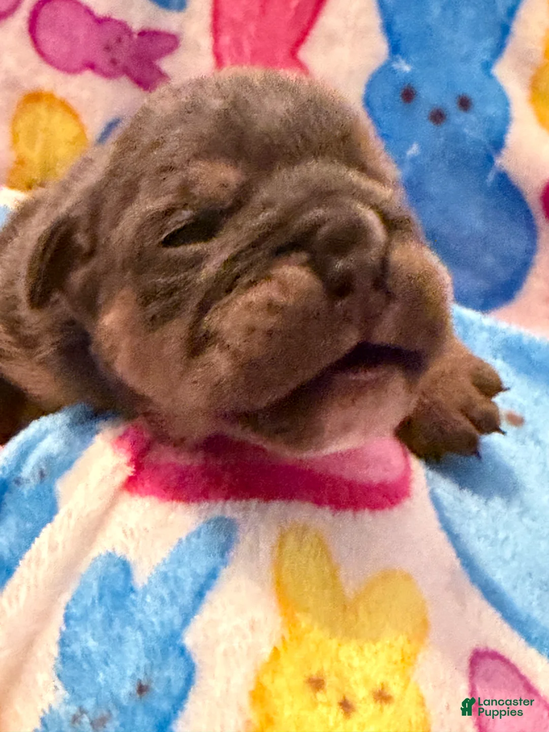 English Bulldog dogs for sale: English Bulldog Puppy 4 - Ad 1