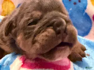 English Bulldog dogs English Bulldog Puppy 4 - Ad 40