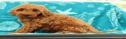 Mini Goldendoodle dogs for sale: Seager - Ad 7