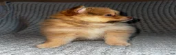 Pomeranian dogs for sale: Blossom- blue eyes - Ad 4