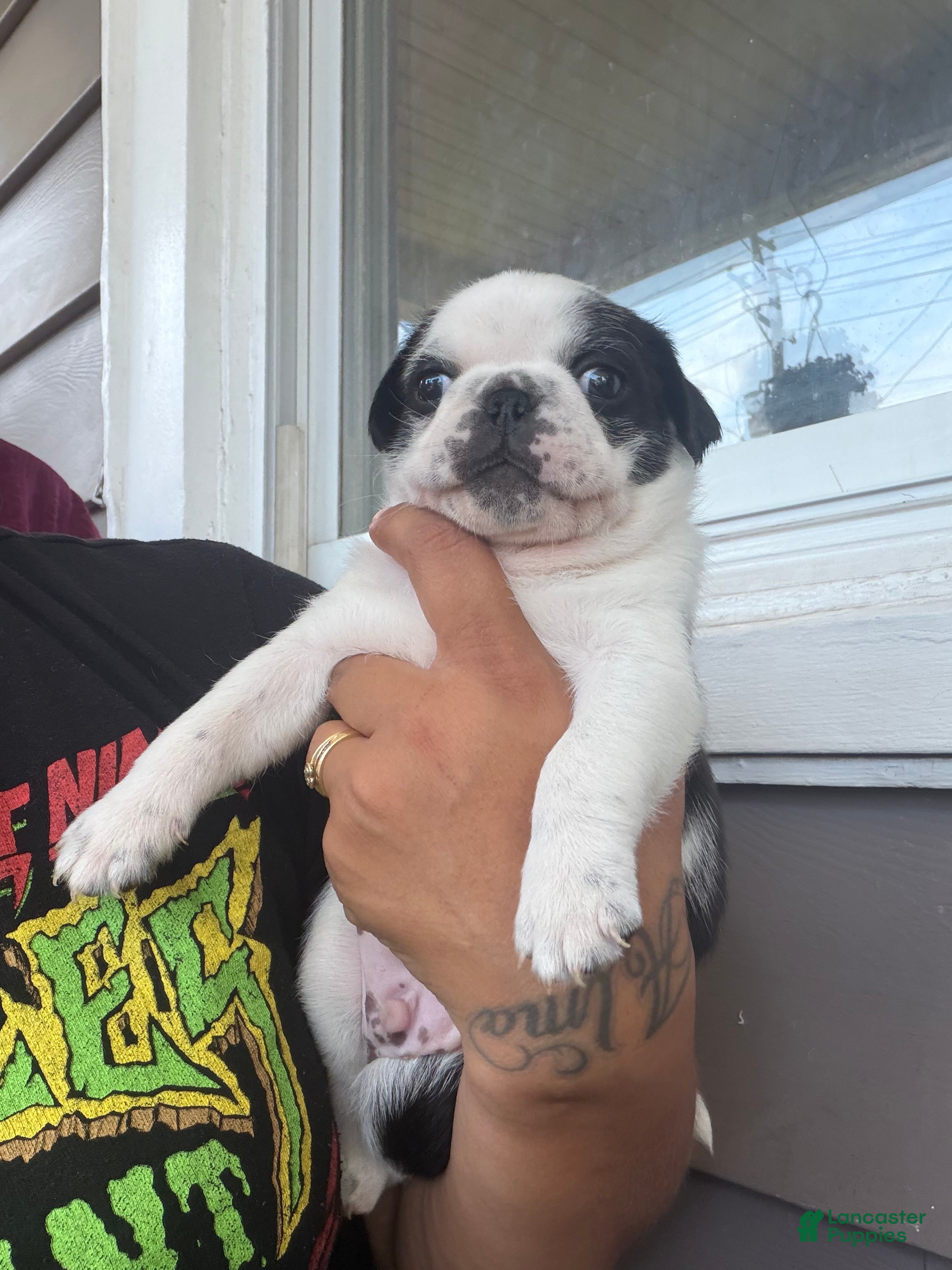 Pug dogs Pug Puppy 5 Apolo - Ad 2