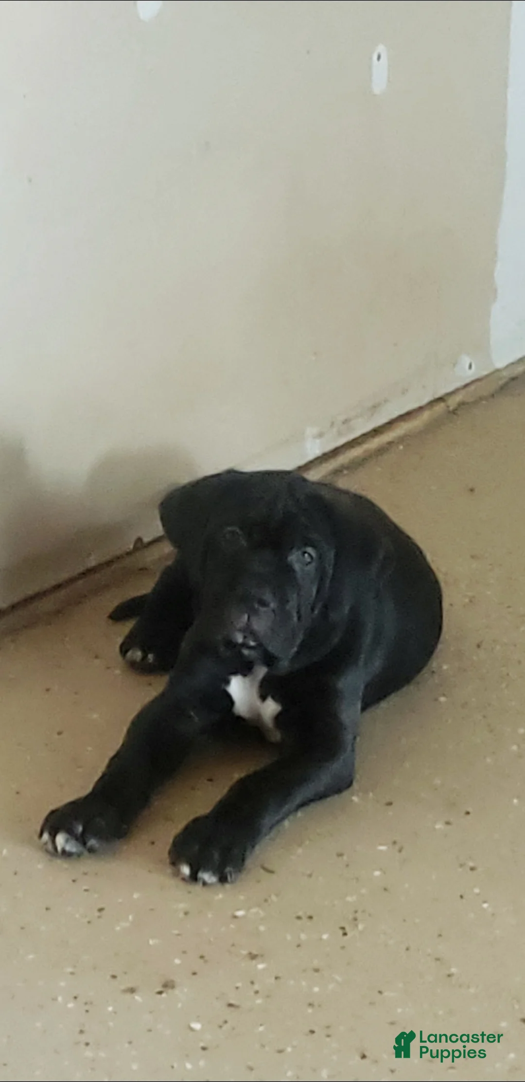 Cane Corso dogs for sale: Cane Corso Puppy 1 blue  - Ad 1