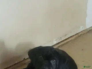 Cane Corso dogs Cane Corso Puppy 1 blue - Ad 27