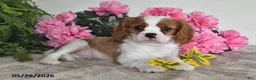 Cavalier King Charles Spaniel dogs for sale: Banjo - Ad 5