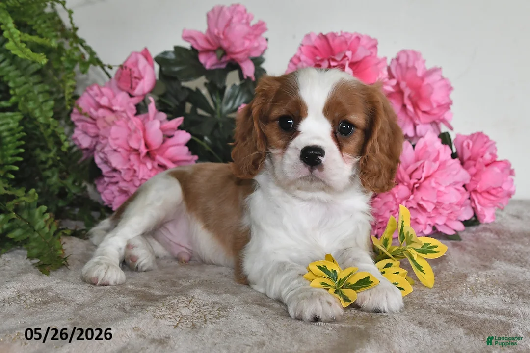 Cavalier King Charles Spaniel dogs for sale: Banjo - Ad 5