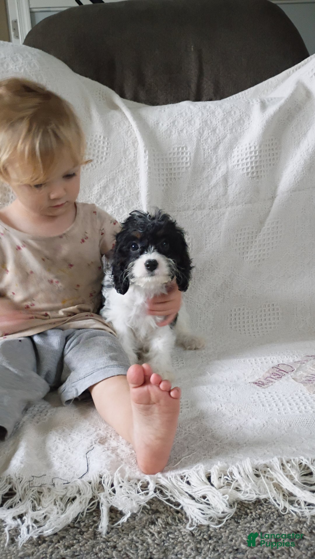 Cavapoo dogs for sale: Sasha - Ad 26