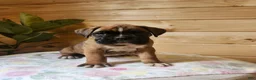 Boxer dogs for sale: Jayla  - Ad 2