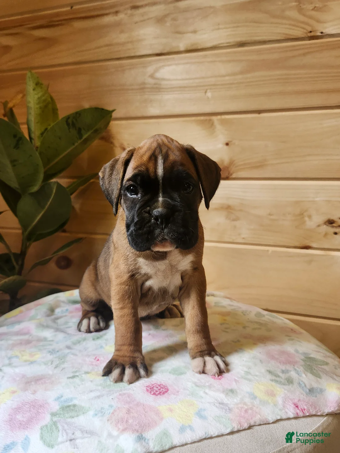 Boxer dogs for sale: Jayla  - Ad 2