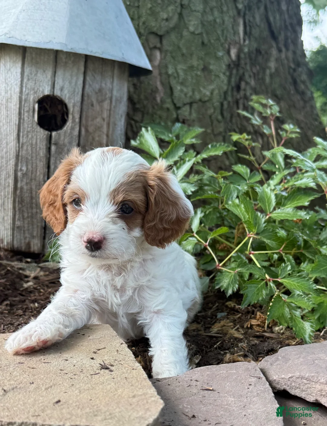 Cavapoo dogs for sale: Casper  - Ad 1