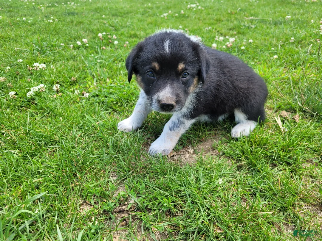 Mixed Breed dogs for sale: Linda  - Ad 4