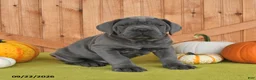 Cane Corso dogs for sale: Champ  - Ad 2