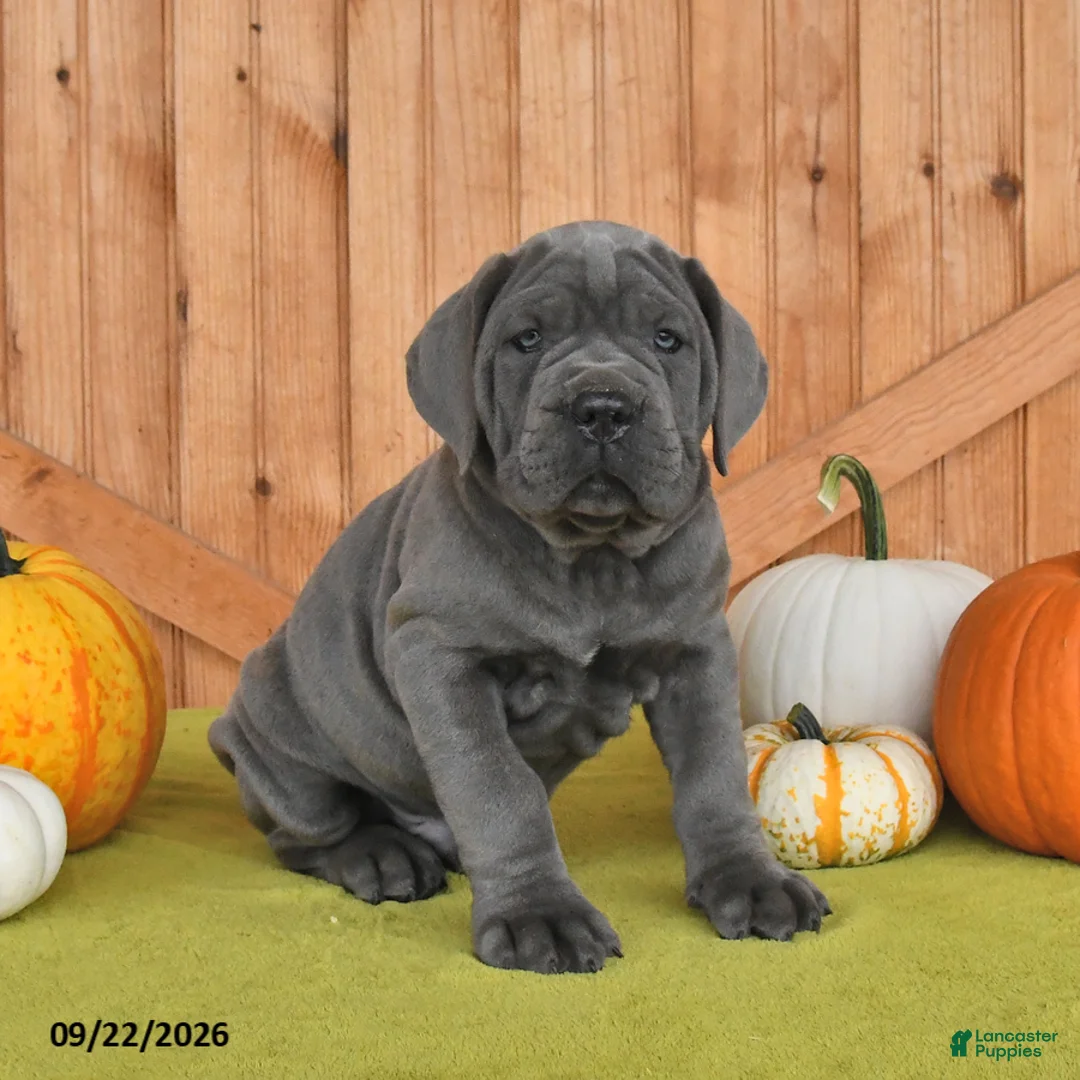 Cane Corso dogs for sale: Champ  - Ad 2