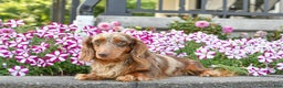 Miniature Dachshund dogs for sale: Rolex - Ad 12