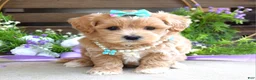 Maltipoo dogs for sale: Bella - Ad 6