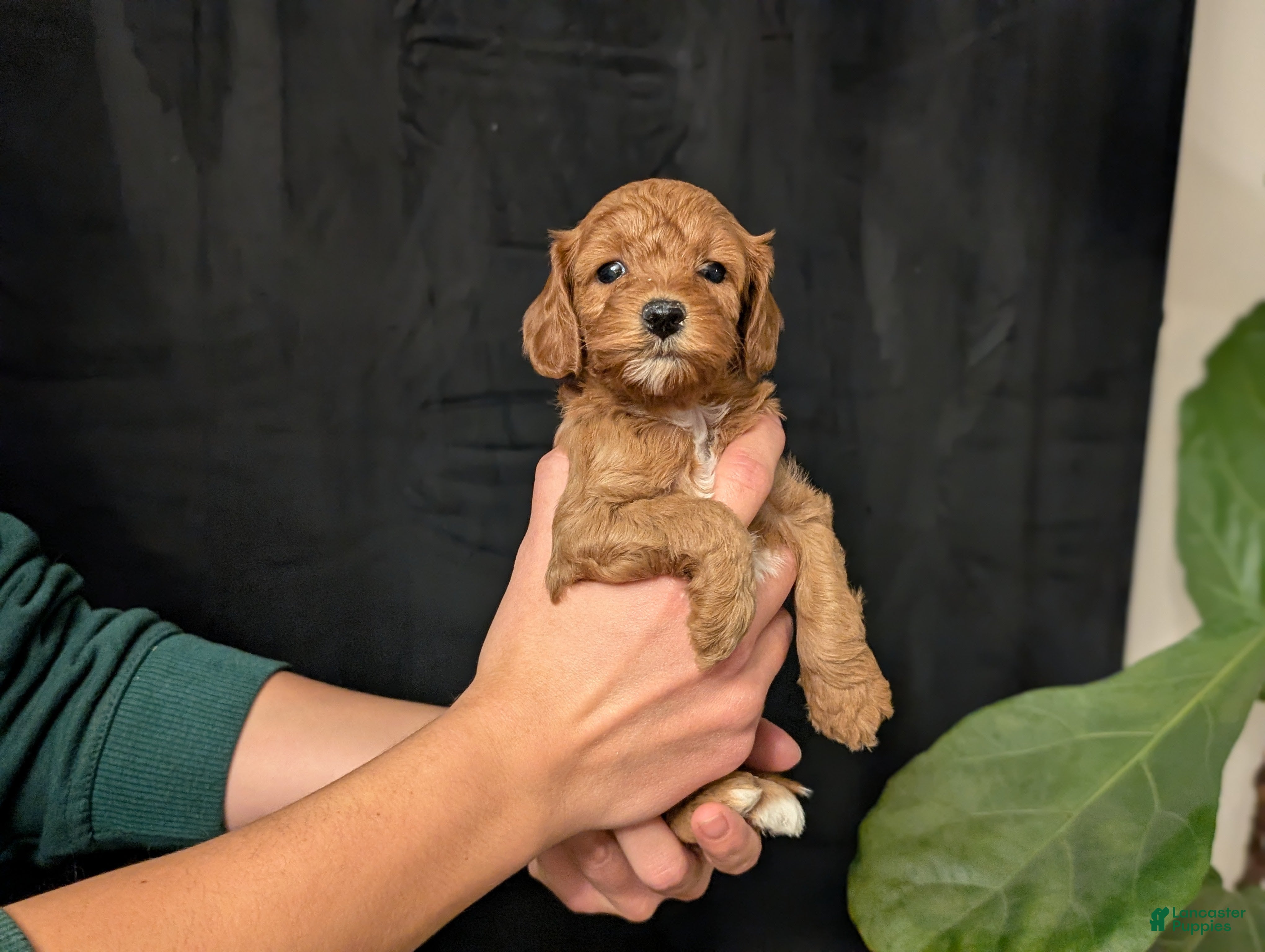 Cavapoo dogs Storm - Ad 2