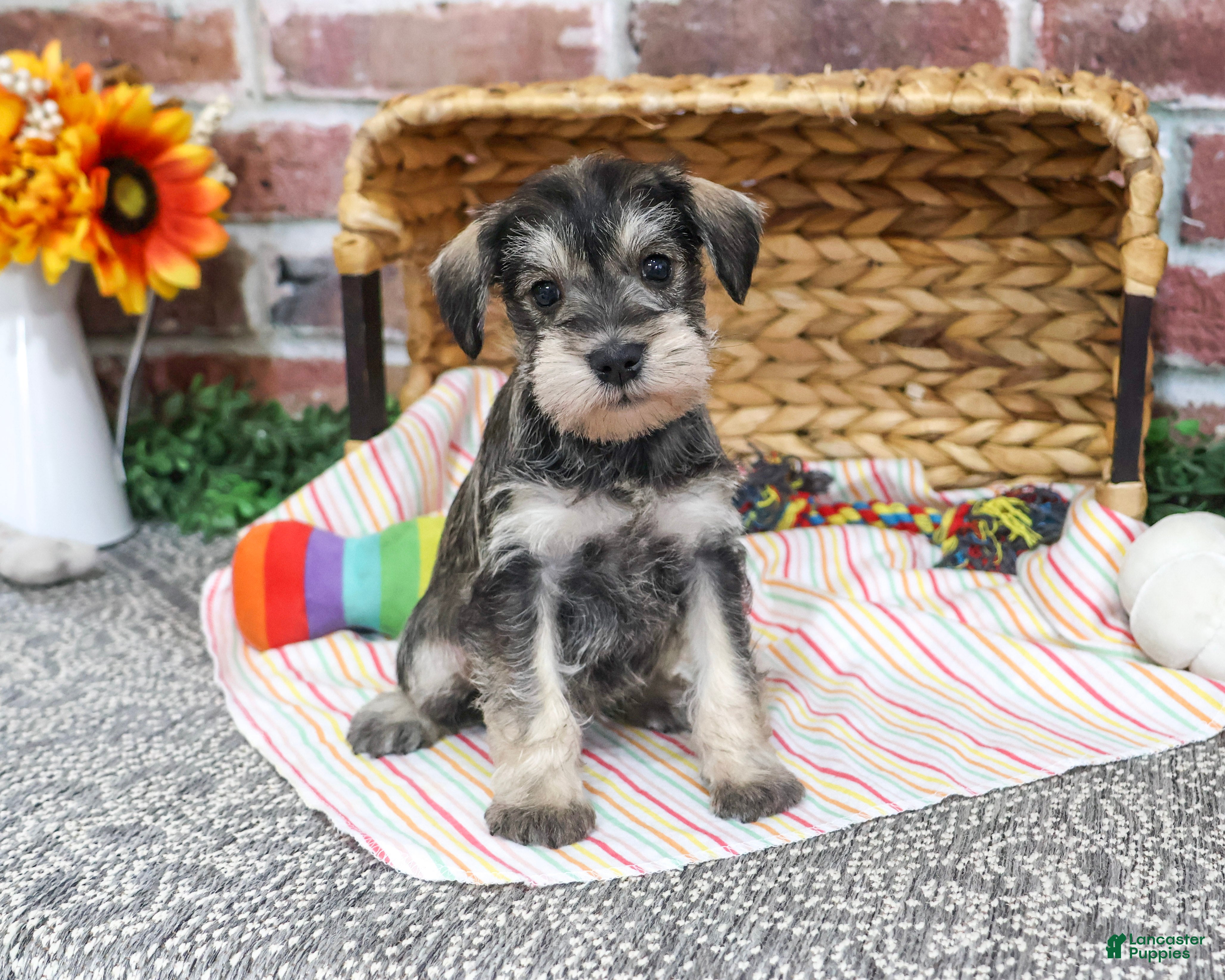 Miniature Schnauzer dogs for sale: Esme - Ad 1