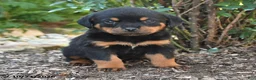 Rottweiler dogs for sale: Sam - Ad 2