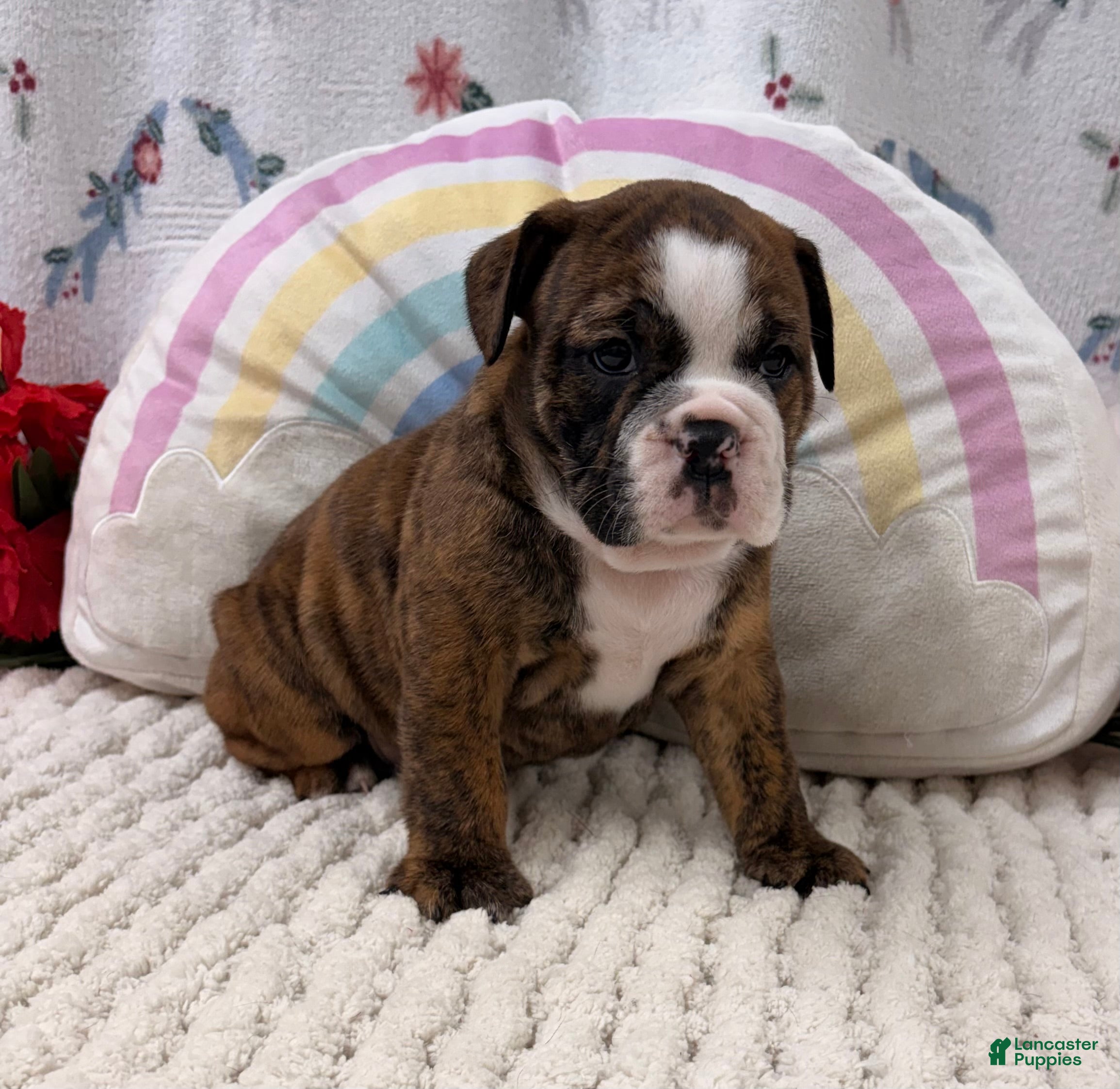 English Bulldog dogs Layla  - Ad 1