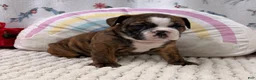English Bulldog dogs for sale: Layla  - Ad 1