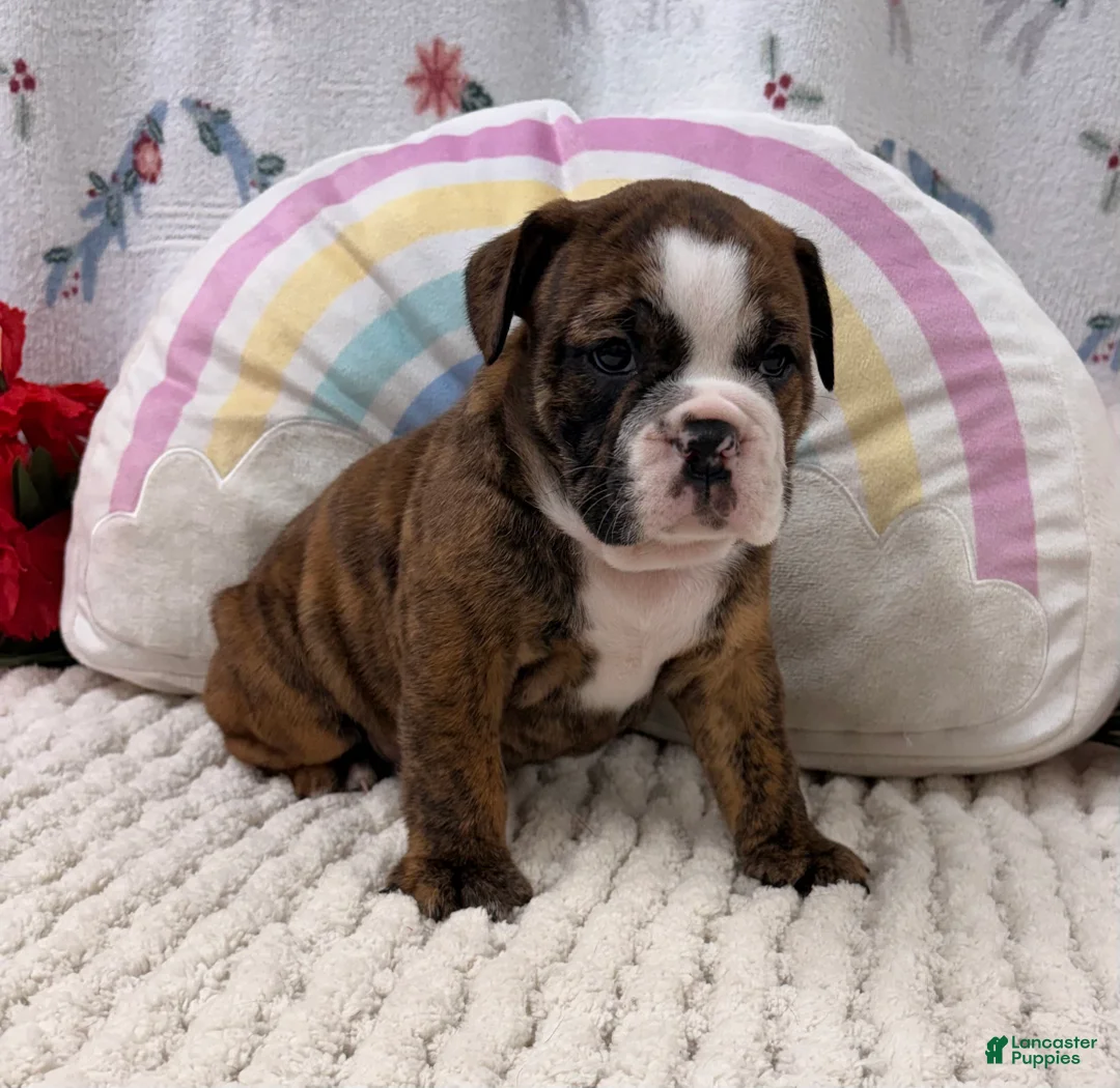 English Bulldog dogs for sale: Layla  - Ad 1